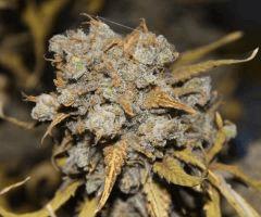 AK47 Sérious seed