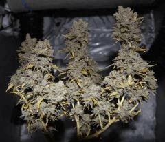 AK47 Sérious seed