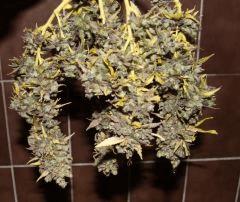 AK47 Sérious seed