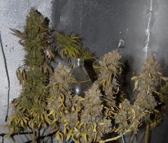 AK47 Sérious seed, Cheese (dnf)
