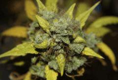 Sensi seed xx??