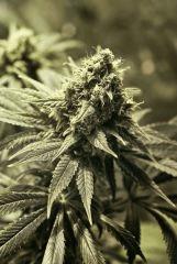 NYCD bud