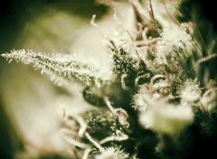 Chocolope macro