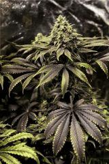 New Blue Diesel