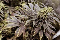 new blue diesel by sannie's