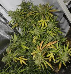 Rose Flo +85