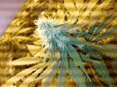 P1751 25 03 09