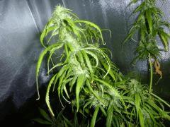JDC3 Flo 65 15