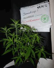 JDCDC Fin 03