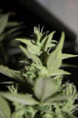 Fraise04
