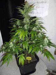 Sugar JDC  Flo 48