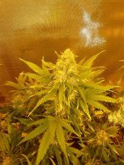 JDCDC Flo 67 04   Sugar