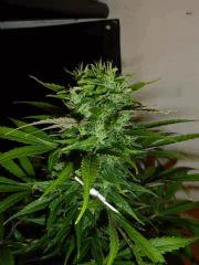 Fraise JDC  Flo 48