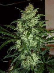 Lemon  JDC  Flo 48