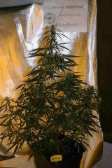 Neville