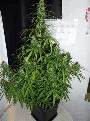 Nevilles JDC  Flo 48