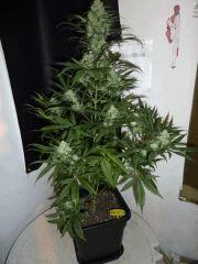 Lemon  JDC  Flo 48
