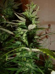 Fraise JDC  Flo 48