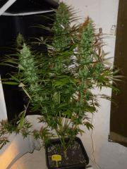 Fraise JDC  Flo 48