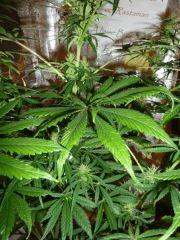 Fraise 13Pales