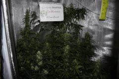 JDC legal