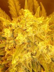 JDCDC Flo 67 02  Lemon