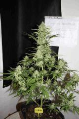 JDCDC Flo 70 17