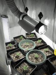 L'espace Croissance et par la suite l'espace Floraison 400W MH