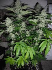 DSCF0436