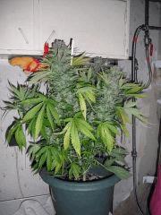 DSCF0811