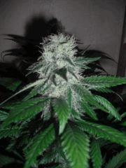 DSCF0247