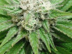 DSCF0457