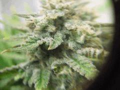 DSCF0592