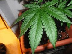 DSCF0271