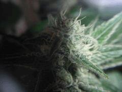 DSCF0275