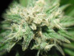 DSCF0471