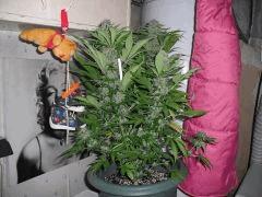 DSCF0793