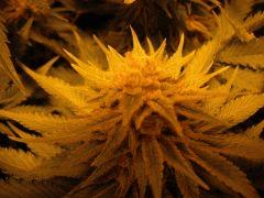 DSCF0463