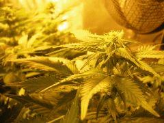 pistils est tu là ?