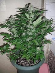 DSCF0357