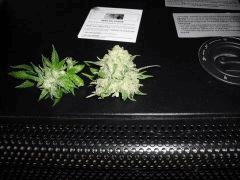 DSCF0877