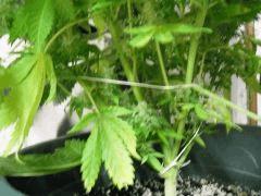 DSCF0808