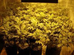 New Flo 2012 B