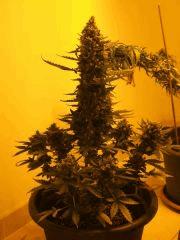 DSCF0679
