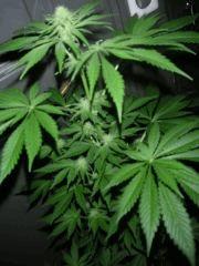 WhiteRhino F 33  (2)