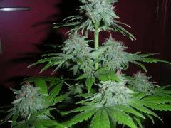 White Rhino Flo+66