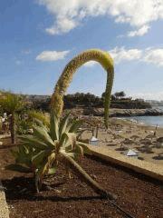 Quel est le nom de cette plante ?