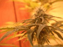 WhiteRhino Flo 33 (7)