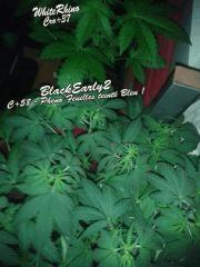 Black Widow ou bien Blue ?