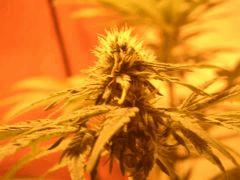 WhiteRhino Flo 33 (4)